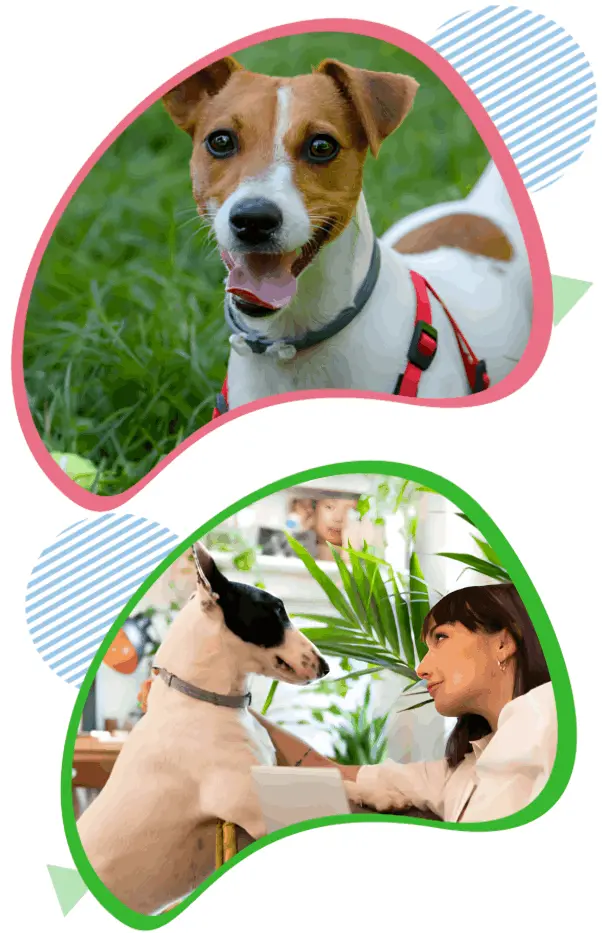 What is Fur Sweep Collar