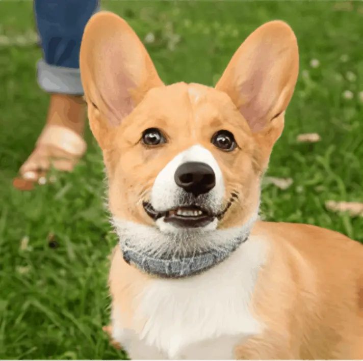 Fur Sweep Collar customer review Reggie S.