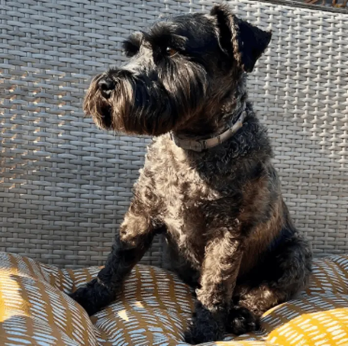 Fur Sweep Collar customer review Bernard M.